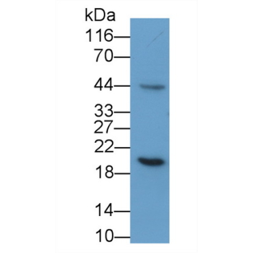 Growth Hormone (GH) Equus caballus, Equine (Horse) Polyclonal Antibody