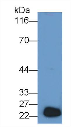 Growth Hormone (GH) Pig Polyclonal Antibody