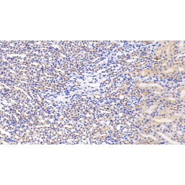 Hepatocyte Growth Factor (HGF) Mouse Polyclonal Antibody