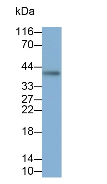 Inhibin Beta E (INHbE) Human Polyclonal Antibody