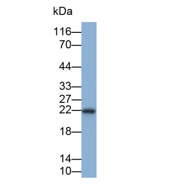 Interferon Gamma (IFNg) Bovine (Cattle) Polyclonal Antibody