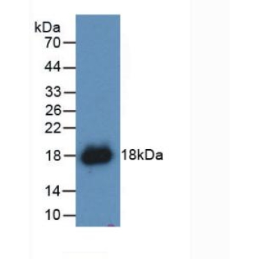 Interferon Gamma (IFNg) Canis familiaris; Canine (Dog) Polyclonal Antibody