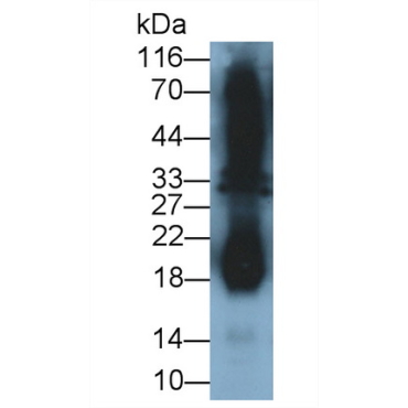 Interferon Gamma (IFNg) Guinea Pig Polyclonal Antibody