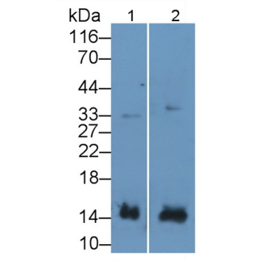 Interferon Gamma (IFNg) Mouse Polyclonal Antibody