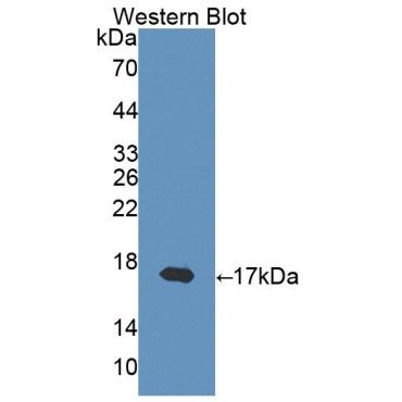 Interferon Gamma (IFNg) Mouse Polyclonal Antibody