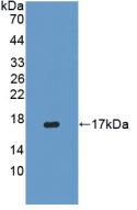 Interferon Gamma (IFNg) Pig Polyclonal Antibody