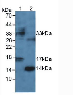 Interferon Gamma (IFNg) Rat Polyclonal Antibody