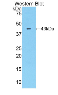 Interferon Gamma (IFNg) Rat Polyclonal Antibody