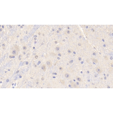 Insulin Like Growth Factor 1 (IGF1) Mouse Polyclonal Antibody