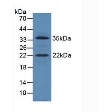 Insulin Like Growth Factor 1 (IGF1) Mouse Polyclonal Antibody