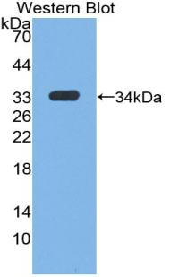 Insulin Like Growth Factor 1 (IGF1) Pig Polyclonal Antibody