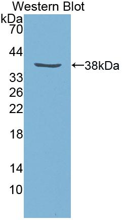 Insulin Like Growth Factor 1 (IGF1) Rat Polyclonal Antibody