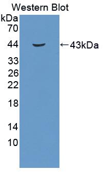 Insulin Like Growth Factor 1 (IGF1) Rabbit Polyclonal Antibody
