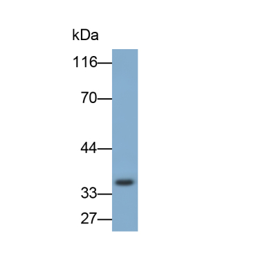 Insulin Like Growth Factor Binding Protein 2 (IGFBP2) Bovine (Cattle) Polyclonal Antibody