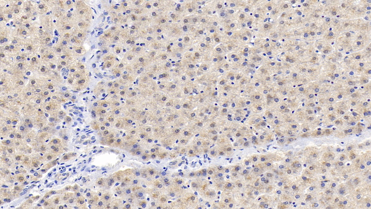 Insulin Like Growth Factor Binding Protein 2 (IGFBP2) Pig Polyclonal Antibody