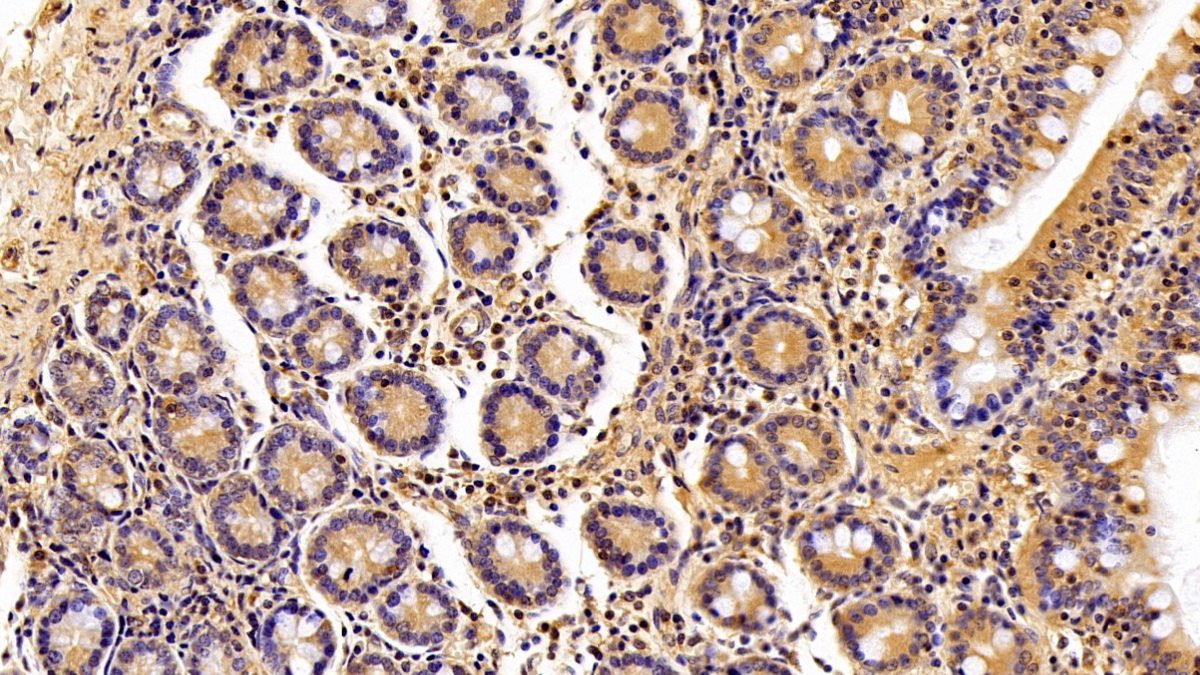 Insulin Like Growth Factor Binding Protein 4 (IGFBP4) Pig Polyclonal Antibody