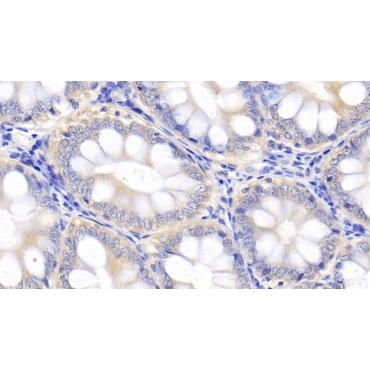 Interleukin 10 (IL10) Canis familiaris; Canine (Dog) Polyclonal Antibody