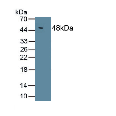 Interleukin 10 (IL10) Chicken (Gallus) Polyclonal Antibody