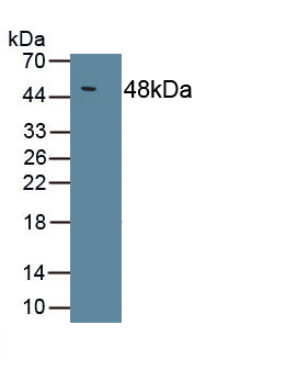 Interleukin 10 (IL10) Chicken (Gallus) Polyclonal Antibody
