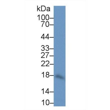 Interleukin 10 (IL10) Human Polyclonal Antibody