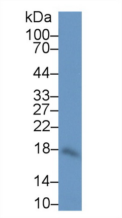Interleukin 10 (IL10) Human Polyclonal Antibody