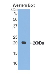 Interleukin 10 (IL10) Pig Polyclonal Antibody