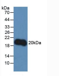 Interleukin 10 (IL10) Rat Polyclonal Antibody