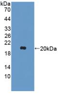 Interleukin 10 (IL10) Rat Polyclonal Antibody