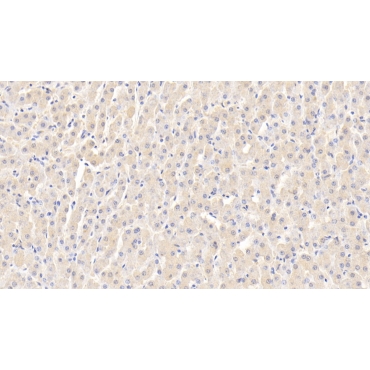 Interleukin 12B (IL12B) Bovine (Cattle) Polyclonal Antibody