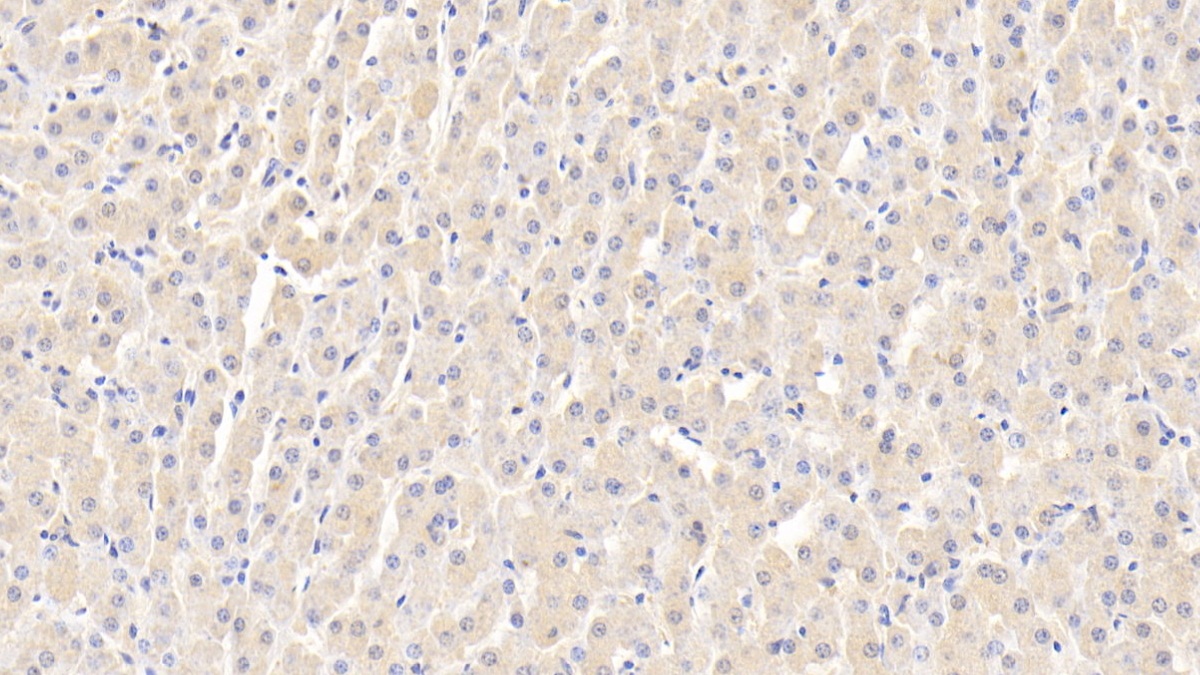 Interleukin 12B (IL12B) Bovine (Cattle) Polyclonal Antibody