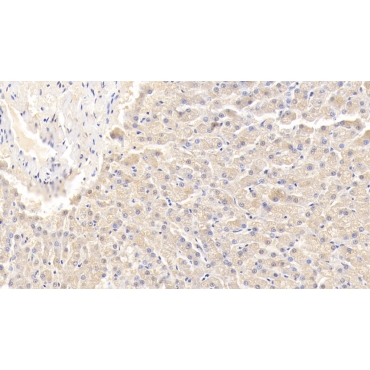 Interleukin 12B (IL12B) Canis familiaris; Canine (Dog) Polyclonal Antibody