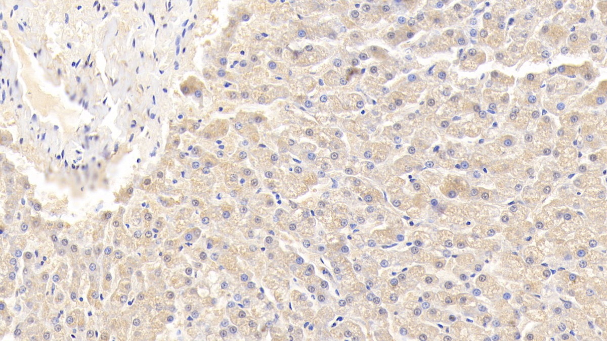 Interleukin 12B (IL12B) Canis familiaris; Canine (Dog) Polyclonal Antibody