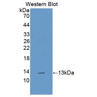 Interleukin 13 (IL13) Canis familiaris; Canine (Dog) Polyclonal Antibody