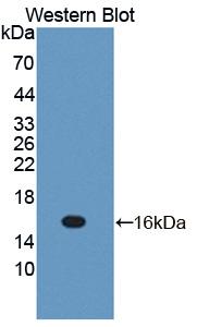 Interleukin 13 (IL13) Rat Polyclonal Antibody