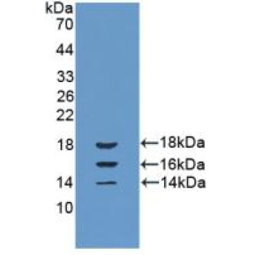 Interleukin 15 (IL15) Bovine (Cattle) Polyclonal Antibody