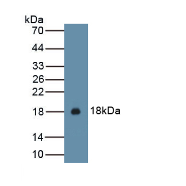 Interleukin 15 (IL15) Chicken (Gallus) Polyclonal Antibody