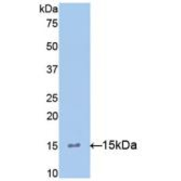 Interleukin 15 (IL15) Mouse Polyclonal Antibody