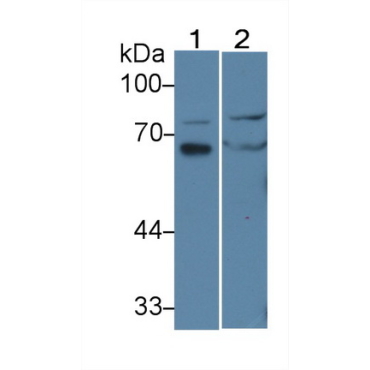 Interleukin 16 (IL16) Chicken (Gallus) Polyclonal Antibody