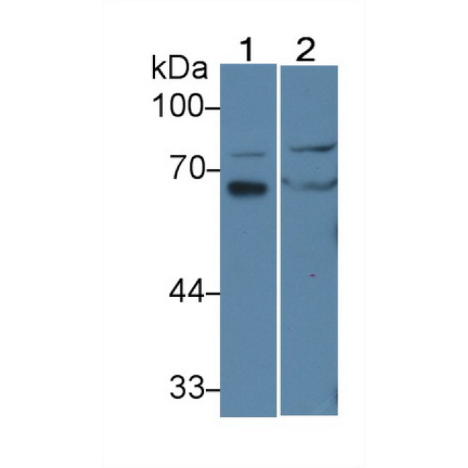Interleukin 16 (IL16) Chicken (Gallus) Polyclonal Antibody