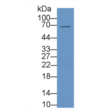Interleukin 16 (IL16) Mouse Polyclonal Antibody