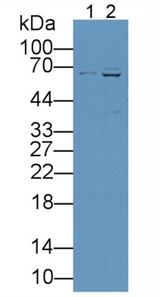Interleukin 16 (IL16) Rat Polyclonal Antibody