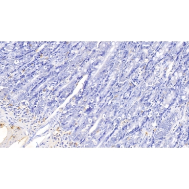 Interleukin 17 (IL17) Canis familiaris; Canine (Dog) Polyclonal Antibody