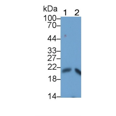 Interleukin 17 (IL17) Chicken (Gallus) Polyclonal Antibody