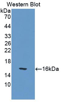 Interleukin 17 (IL17) Mouse Polyclonal Antibody