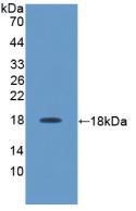 Interleukin 17 (IL17) Rat Polyclonal Antibody
