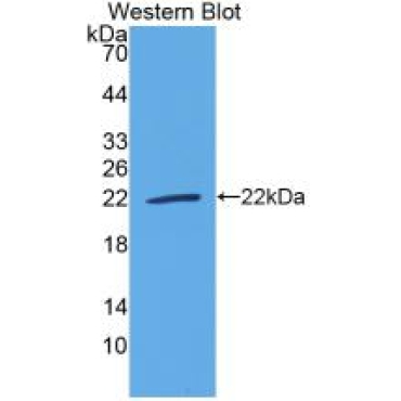 Interleukin 18 (IL18) Bovine (Cattle) Polyclonal Antibody