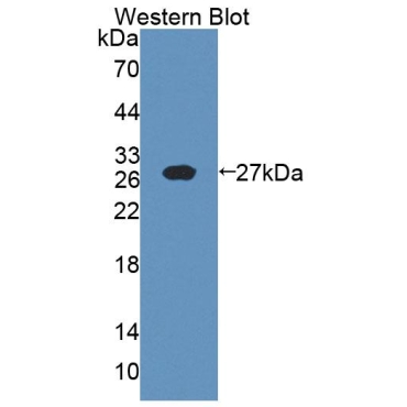 Interleukin 18 (IL18) Chicken (Gallus) Polyclonal Antibody