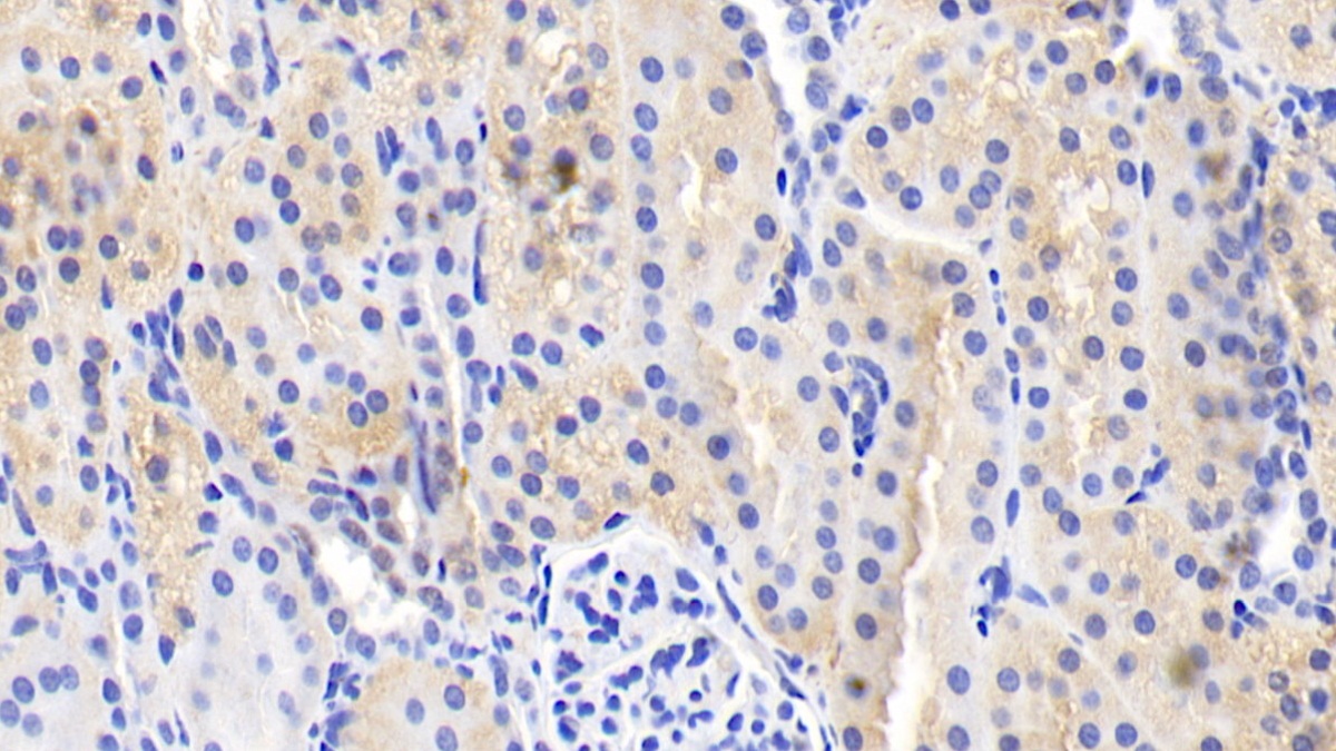 Interleukin 18 (IL18) Pig Polyclonal Antibody