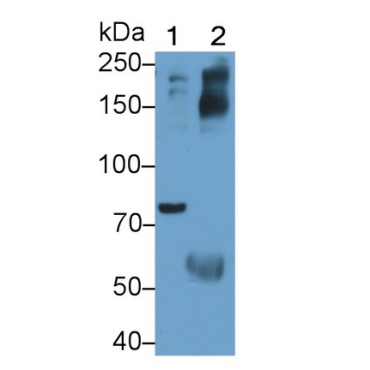 Interleukin 1 Receptor Type I (IL1R1) Mouse Polyclonal Antibody