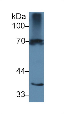 Interleukin 1 Receptor Type I (IL1R1) Rat Polyclonal Antibody